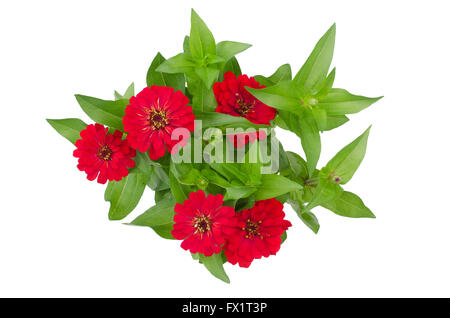 Zinnia fleur isolé sur fond blanc Banque D'Images