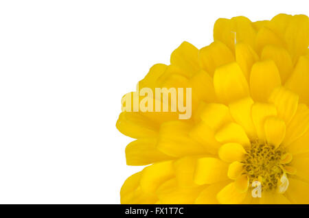 Zinnia jaune isolé sur fond blanc Banque D'Images