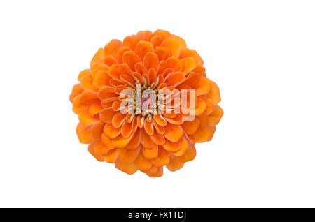 Les zinnias en fleurs isolé sur fond blanc Banque D'Images