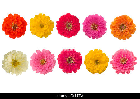 Les zinnias en fleurs isolé sur fond blanc Banque D'Images