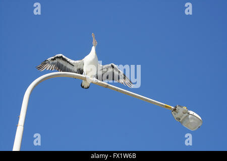 Pelican avec ailes ouvertes assis sur une lampe de rue, vue de dessous Banque D'Images