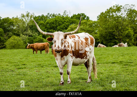 Longhorn cow in meadow Banque D'Images