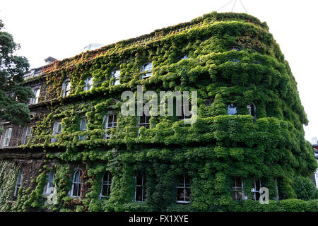 Le Club du nord de l'édifice couvert de vigne vierge dans Auckland, Nouvelle-Zélande Banque D'Images