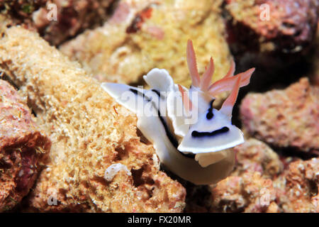 Le magnifique Loch Slug (Chromodoris Lochi) nudibranche. Mansuar, Raja Ampat, Indonésie Banque D'Images