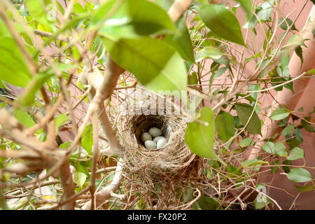 Oeufs de moineau Banque D'Images