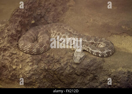 À nez émoussé (viper Macrovipera lebetina) au Zoo de Budapest à Budapest, Hongrie. Banque D'Images