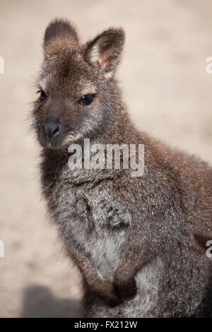 Red-necked wallaby (Macropus rufogriseus), également connu sous le nom de Bennett's wallaby au Zoo de Budapest à Budapest, Hongrie. Banque D'Images