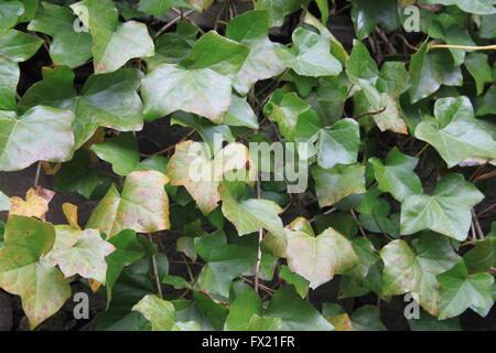 Close up de traînée de lierre vert poussant sur un mur Banque D'Images