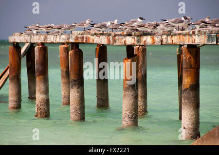 Mouettes assis sur les ruines de port, Cuba Cayo Blanco Banque D'Images