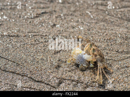 Bubbler sable, crabe Scopimera inflata lutter contre un plus petit, Ko Lanta, Krabi, Thaïlande Banque D'Images