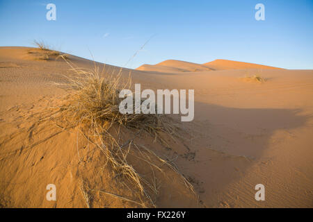 Les plantes dans les dunes de désert du Sahara, Merzouga, Maroc Banque D'Images