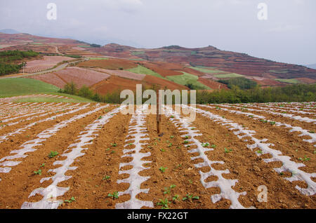 Plateau d'Dongshuan Sud, Yunnan, Chine, Asie Banque D'Images