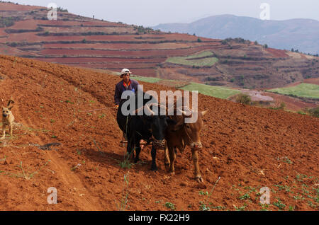 Les hommes avec son chien dans les champs en Dongshuan sud, Yunnan, Chine, Asie Banque D'Images