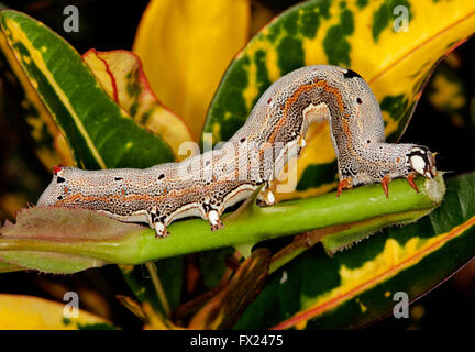 À motifs attrayants castor australien / croton caterpillar, semi-looper Achaïe janata parmi les feuilles jaune doré de croton Banque D'Images