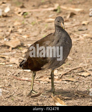 Australian juvénile gallinule sombre Gallinula tenebrosa avec son plumage brun / gris sur le sol jonché de feuilles mortes dans les zones humides Banque D'Images