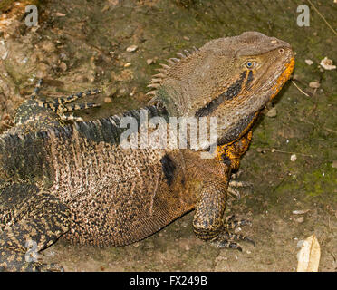 Close-up of Australian eastern dragon d'eau Physignathus lesueurii lézard épineux avec retour, orange de la gorge et des yeux lumineux Banque D'Images