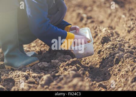 Les oignons de semis femme en potager bio, les jeunes femmes adultes à planter des graines dans le sol arable. Banque D'Images