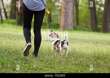 Jeune femme marcher avec un chien jouant la formation, chien saut Banque D'Images