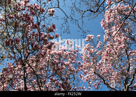 De Magnolias en fleurs Banque D'Images