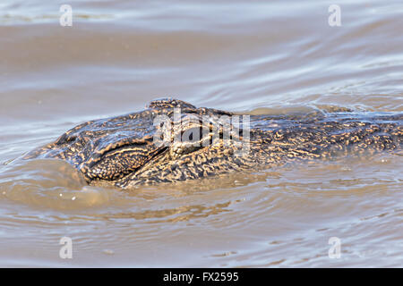 Un alligator nage le long d'une voie navigable à l'Donnelley Wildlife Management Area 9 Avril, 2015 à Green Pond, en Caroline du Sud. La préservation fait partie de la nature du bassin d'ACE pour les réfugiés, l'un des plus grands estuaires non développées le long de la côte atlantique des États-Unis. Banque D'Images