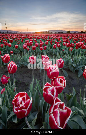 Rangées de tulipes rouges et blanches, Mount Vernon, Skagit Valley, Skagit County, Washington, USA Banque D'Images