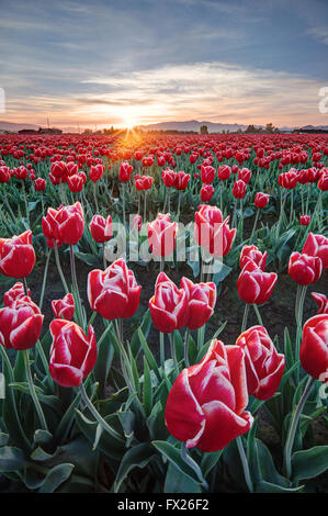 Rangées de tulipes rouges et blanches, Mount Vernon, Skagit Valley, Skagit County, Washington, USA Banque D'Images