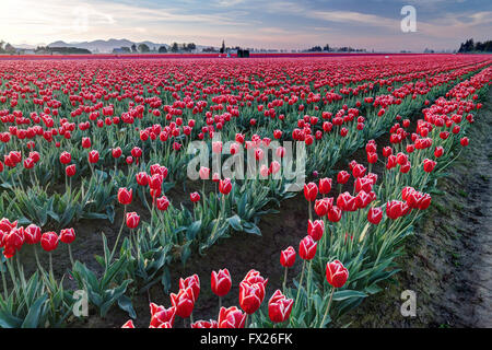 Rangées de tulipes rouges et blanches, Mount Vernon, Skagit Valley, Skagit County, Washington, USA Banque D'Images