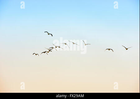 Troupeau d'Antarctique ou cormorans aux yeux bleus (Phalacrocorax bransfieldensis), l'île Paulet, Erebus et Terror Golfe, l'Antarctique Banque D'Images