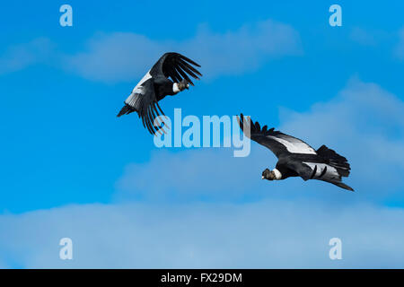 Le condor des Andes (Vultur gryphus) en vol, le Parc National Torres del Payne, Patagonie chilienne, Chili Banque D'Images