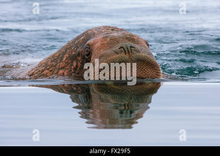 Le morse (Odobenus rosmarus) dans l'eau, Krassine Bay, l'île Wrangel, Chuckchi Mer, Tchoukotka, Extrême-Orient russe Banque D'Images