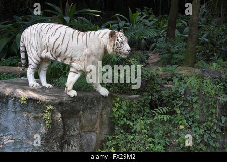Tigre blanc (Panthera tigris tigris) Banque D'Images