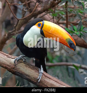 Toco Toucan assis sur une branche dans son habitat Banque D'Images