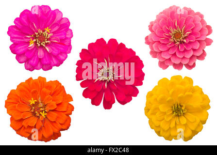 Les zinnias en fleurs isolé sur fond blanc Banque D'Images