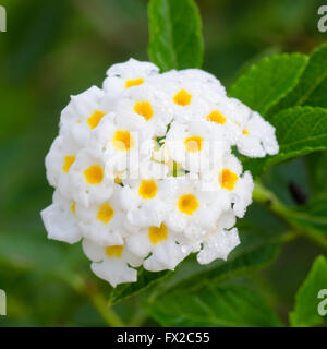 Lantana camara fleurs Banque D'Images