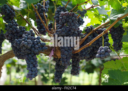 Plusieurs grappes de raisins sur la vigne Banque D'Images