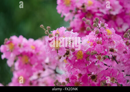 Lagerstroemia macrocarpa Banque D'Images