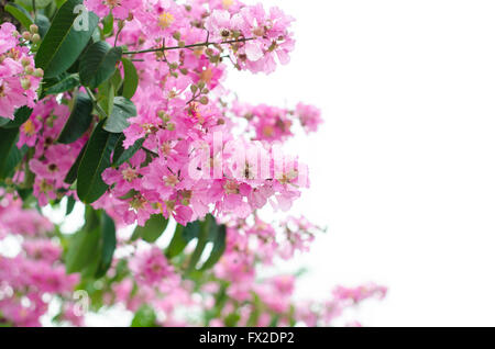 Lagerstroemia macrocarpa isolé sur fond blanc Banque D'Images