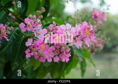 Lagerstroemia macrocarpa Banque D'Images