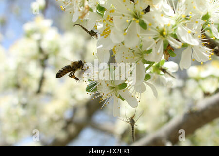 Lors d'une journée ensoleillée l'abeille nectar boissons à partir d'une fleur Banque D'Images