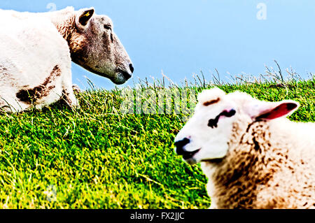 Le pâturage des moutons sur une digue dans le nord de l'Allemagne ; Schafe auf einem grasen Deich in Norddeutschland Banque D'Images