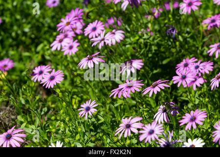 Jardin fleuri. Purple fleurs gerbera Banque D'Images