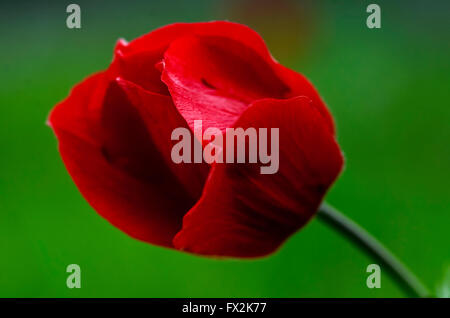 Close up de bourgeon d'une anémone rouge anémone coronaria pavot (fleurs sauvages) sur fond vert. Cela peut apparaître dans plusieurs fleurs sauvages Banque D'Images