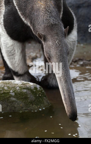 Fourmilier géant (Myrmecophaga tridactyla), également connu sous le nom de l'ant porter au Zoo de Budapest à Budapest, Hongrie. Banque D'Images