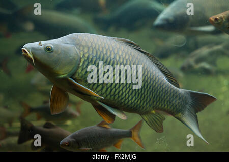 La carpe commune (Cyprinus carpio) au Zoo de Budapest à Budapest, Hongrie. Banque D'Images