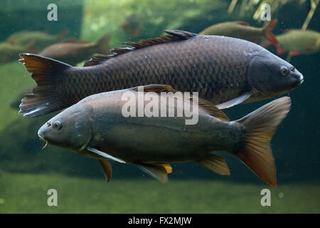 Carpe miroir (Cyprinus carpio carpio) et la carpe commune (Cyprinus carpio) dans l'arrière-plan au Zoo de Budapest à Budapest, plus plus Banque D'Images