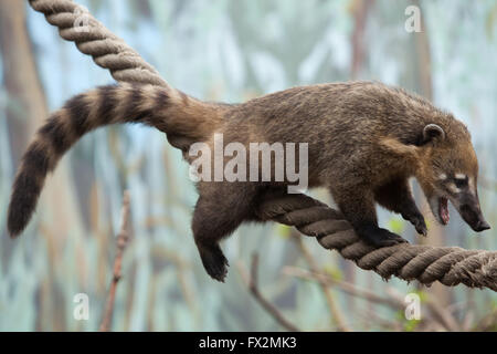 South American coati (Nasua nasua), également connu sous le nom de ring-tailed coati au Zoo de Budapest à Budapest, Hongrie. Banque D'Images