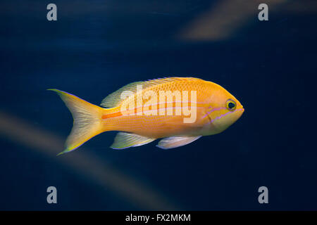 Mer goldie (Pseudanthias squamipinnis), également connu sous le nom de lyretail anthias au Zoo de Budapest à Budapest, Hongrie. Banque D'Images