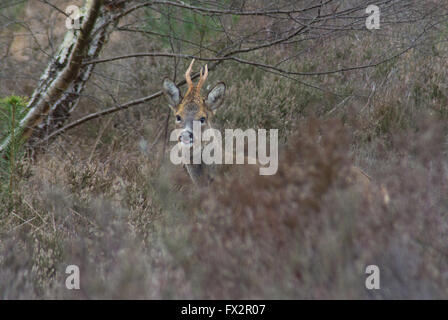 Buck Chevreuil (Capreolus capreolus) parmi la bruyère à Witley commun dans Surrey, Angleterre Banque D'Images