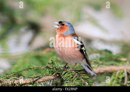Animal,background,belle, les oiseaux, le chant des oiseaux,lumineux,direction,sapin,chaffinch,fermer Banque D'Images