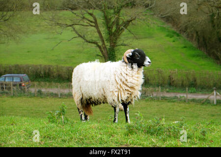 Bélier Cornu sur l'herbe en milieu rural banque Somerset, 9 avril 2016 Banque D'Images